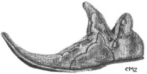 019852403x.shoes.1