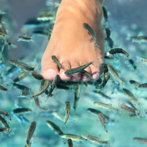 chaussuresonline-chaussures-hiver-pieds-sec-poisson-fishpédicure-pieds-bienêtre
